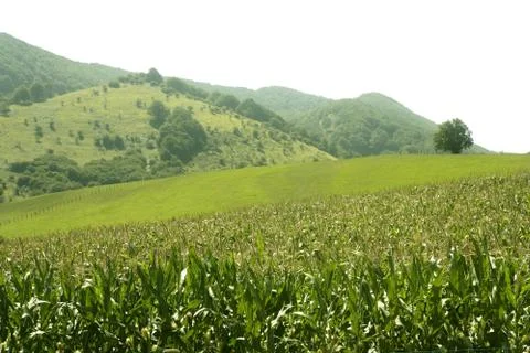 Corn green fields landscape outdoors Stock Photos