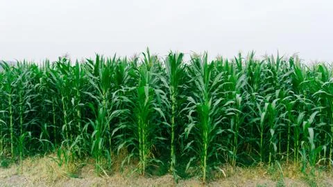 Corn green fields landscape outdoors background cornfields Stock Photos