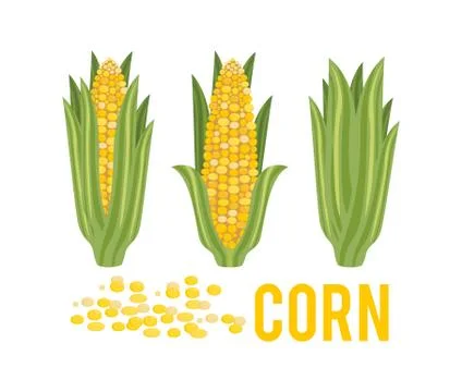 Corn with green leaves. Stock Illustration