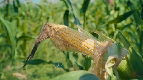 Corn on a green stalk in a corn field. The yellow corn cob has not yet been Stock Footage 93982254
