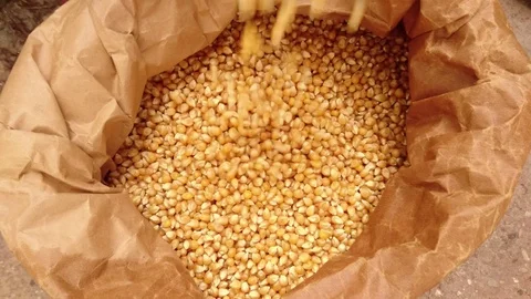 Corn Groat In Sack Stock Footage 89786012