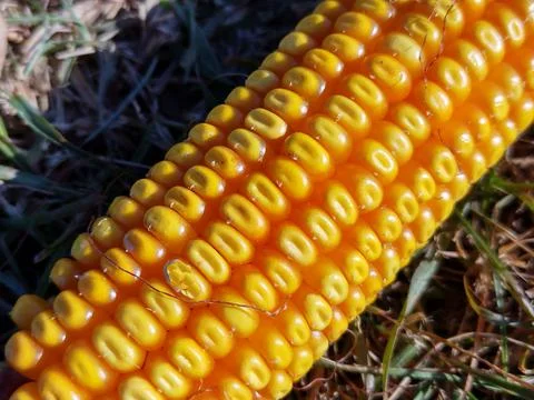 Corn on the ground - close up Фото