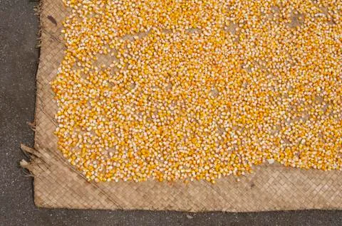 Corn on the ground Indonesia Fotos Stock