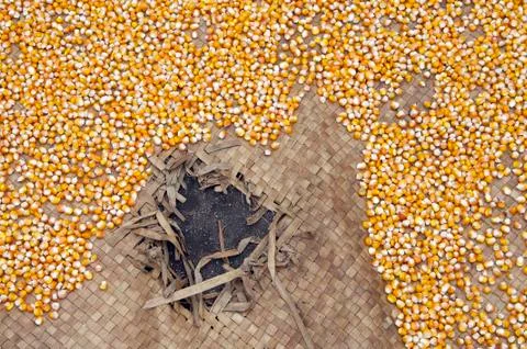 Corn on the ground Indonesia Fotos de archivo