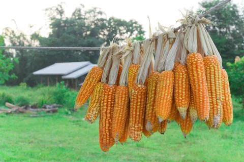 Corn group on natural background Stock Photos