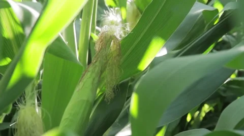 Corn Growing Among Stalks 스톡 동영상 42878843