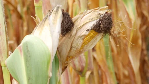 Corn growing in a corn field in rural Portugal. Stock Footage 248447696
