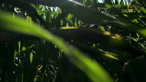 Corn growing in cornfield in summer. Slow motion rising pedestal shot Видео 157868348