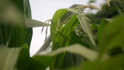 Corn Growing on Farm Video stock 91407583