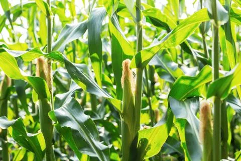 Corn growing in farm. Foto stock