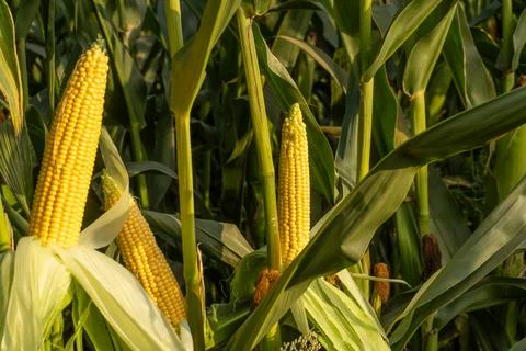 Corn Growing in a Field During Late Afternoon Light With Green Leaves Surro.. Stock Photos