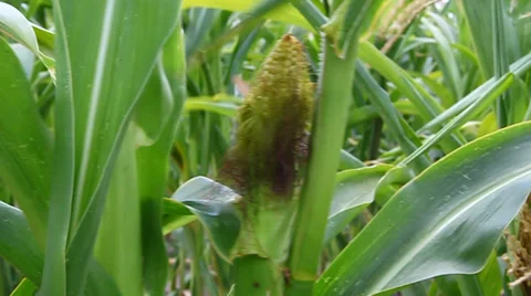 Corn growing in field Stock Footage 36736760