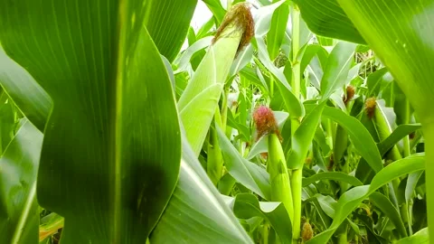 Corn growing in the field Stockbeeldmateriaal 237383760