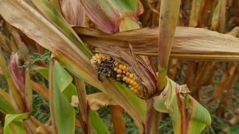 Corn growing in field has been eaten by birds Stock Footage 248446733