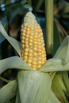 Corn growing in field Stock Photos