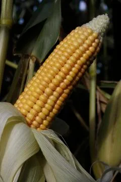 Corn growing in field Stock Photos