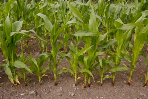 Corn growing in field Stock Photos