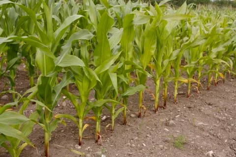 Corn growing in field Stock Photos