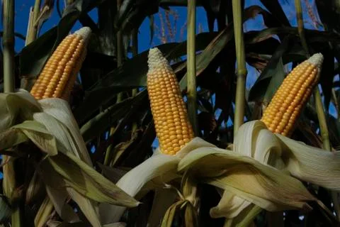 Corn growing in field Stock Photos