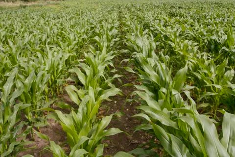 Corn growing in field Stock Photos
