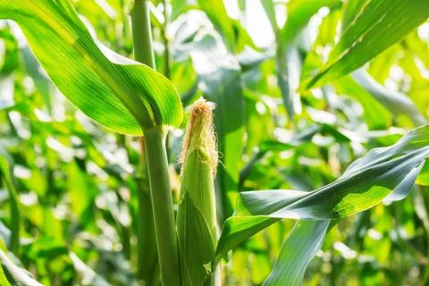 Corn growing in field. Stock Photos