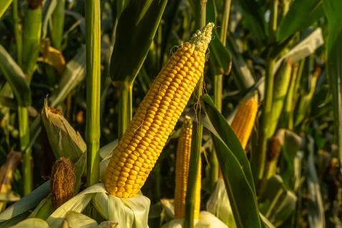 Corn Growing in the Field Under the Sunlight During the Late Afternoon in L.. Stock Photos