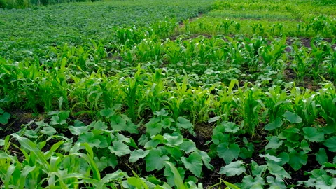Corn growing in the garden. Selective focus. Stock Footage 318176413