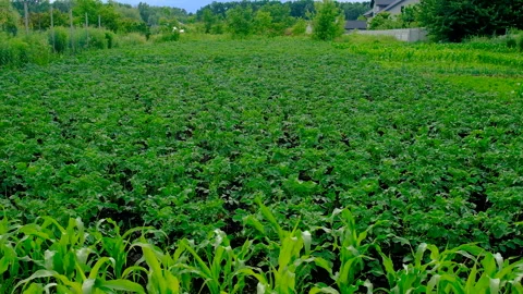 Corn growing in the garden. Selective focus. Stock Footage 318176841