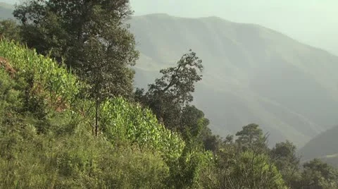 Corn Growing On A Hill Video stock 19175749