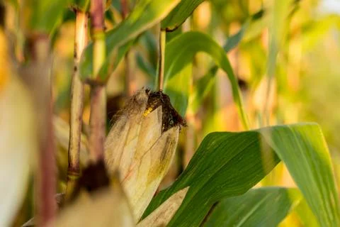 Corn growing. Foto stock