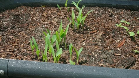 Corn growing in a raised metal bed being watered Stock Footage 308316996