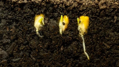 Corn growing from soil timelapse Stock Footage 105932434