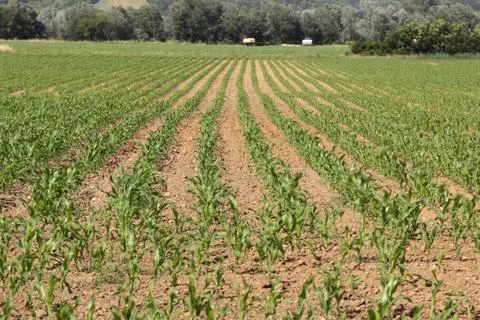 Corn growing in spring Stock Photos