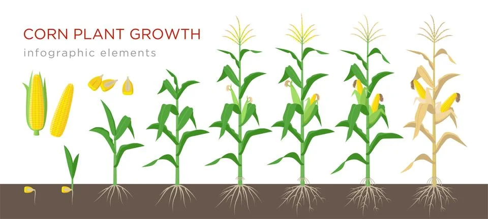 Corn growing stages vector illustration in flat design. Planting process of corn Illustrazione stock