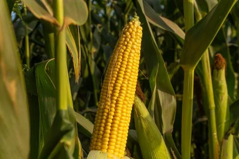 Corn Growing on a Stalk in a Field During the Afternoon With Sunlight Shini.. Stock Photos