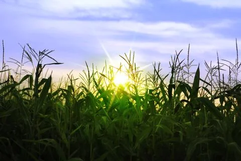 Corn growing up in summer Foto stock