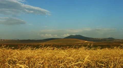 Corn Growing with Traffic Shadows and Hills Stock Footage 53202966