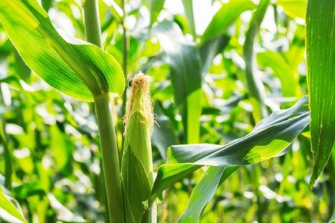 Corn growing on tree. Stock Photos