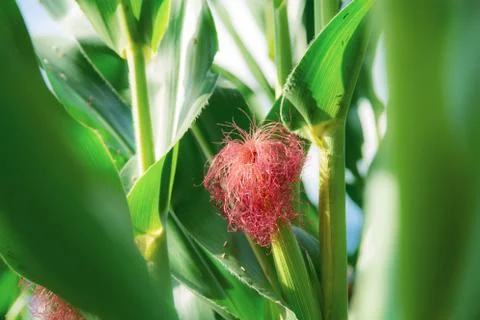 Corn is growing on tree. Stock Photos