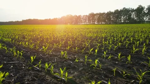 Corn growing. young green corn. Corn seedlings are growing in rows on Stock Footage 156519293