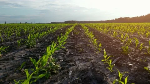 Corn growing. young green corn. Corn seedlings are growing in rows on Stock Footage 156519329