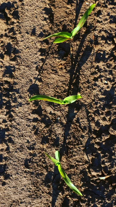 Corn growing. young green corn. top view. close-up. Corn seedlings are growing Stock Footage 319481499