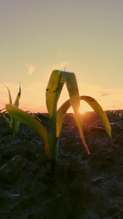 Corn growing. young green corn. close-up. Corn seedlings are growing in rows on Stock Footage 320302743