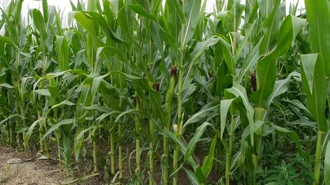 Corn grown in farmland, cornfield. Stock Footage 113223293