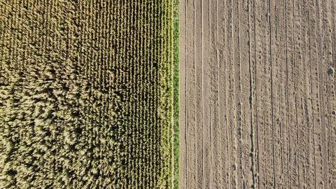 Corn grown in farmland. Stock Photos