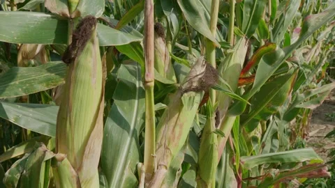 Corn grows in a cornfield. Popcorn field. A bag of corn. Stock Footage 276294414
