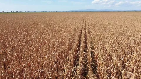 Corn grows in the field, aerial drone view. Corn ready for harvest. Stock Footage 282219743