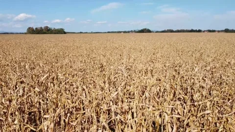 Corn grows in the field, aerial drone view. Dried corn stalks. Stock Footage 282219765