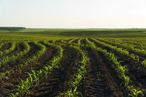 Corn grows in the field. Cultivation of corn. Green young corn Стоковые фото