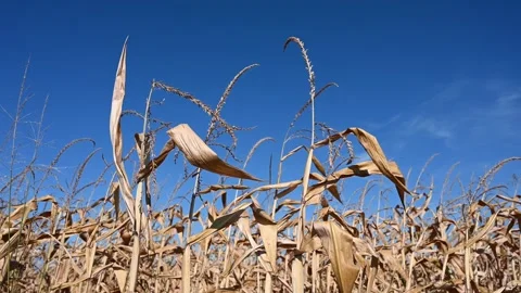 Corn grows in the field. Dried corn stalks. Corn ready for harvest. Stock Footage 281558828